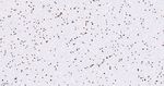 Histone Macro-H2A.1 Antibody in Immunohistochemistry (Paraffin) (IHC (P))