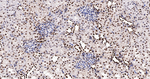 Histone Macro-H2A.1 Antibody in Immunohistochemistry (Paraffin) (IHC (P))