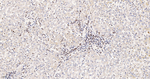 Histone Macro-H2A.1 Antibody in Immunohistochemistry (Paraffin) (IHC (P))