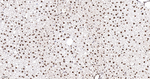 Histone Macro-H2A.1 Antibody in Immunohistochemistry (Paraffin) (IHC (P))