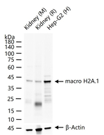 Histone Macro-H2A.1 Antibody in Western Blot (WB)