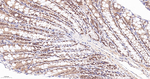 MAD2L2 Antibody in Immunohistochemistry (Paraffin) (IHC (P))