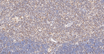 MAD2L2 Antibody in Immunohistochemistry (Paraffin) (IHC (P))