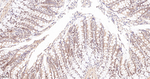 MAD2L2 Antibody in Immunohistochemistry (Paraffin) (IHC (P))