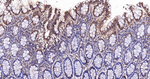 MAD2L2 Recombinant Rabbit Monoclonal Antibody (1C2)