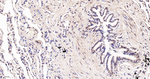 MAD2L2 Antibody in Immunohistochemistry (Paraffin) (IHC (P))