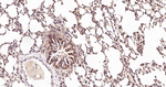 MAD2L2 Antibody in Immunohistochemistry (Paraffin) (IHC (P))