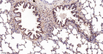 MAD2L2 Antibody in Immunohistochemistry (Paraffin) (IHC (P))