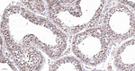MAD2L2 Antibody in Immunohistochemistry (Paraffin) (IHC (P))