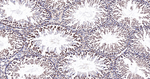 MAD2L2 Antibody in Immunohistochemistry (Paraffin) (IHC (P))