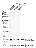 MAD2L2 Antibody in Western Blot (WB)