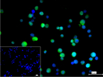 CrkL Recombinant Rabbit Monoclonal Antibody (4D5)