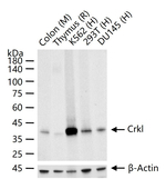 CrkL Antibody in Western Blot (WB)