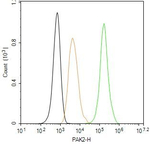 PAK2 Antibody in Flow Cytometry (Flow)