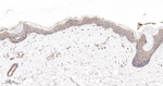 PAK2 Antibody in Immunohistochemistry (Paraffin) (IHC (P))