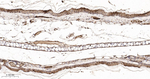 PAK2 Antibody in Immunohistochemistry (Paraffin) (IHC (P))