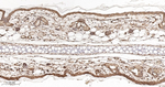 PAK2 Antibody in Immunohistochemistry (Paraffin) (IHC (P))