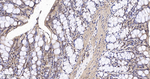 PAK2 Antibody in Immunohistochemistry (Paraffin) (IHC (P))