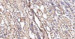 PAK2 Antibody in Immunohistochemistry (Paraffin) (IHC (P))