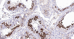 Securin Recombinant Rabbit Monoclonal Antibody (9D2)