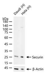 Securin Antibody in Western Blot (WB)