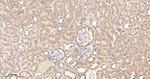 SHC Antibody in Immunohistochemistry (Paraffin) (IHC (P))