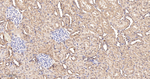 SHC Antibody in Immunohistochemistry (Paraffin) (IHC (P))