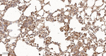 SHC Antibody in Immunohistochemistry (Paraffin) (IHC (P))