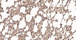 SHC Antibody in Immunohistochemistry (Paraffin) (IHC (P))