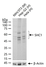 SHC Antibody in Western Blot (WB)