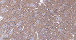 CD166 Antibody in Immunohistochemistry (Paraffin) (IHC (P))