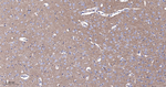 CD166 Antibody in Immunohistochemistry (Paraffin) (IHC (P))