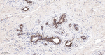 CD166 Antibody in Immunohistochemistry (Paraffin) (IHC (P))