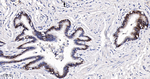 CD166 Antibody in Immunohistochemistry (Paraffin) (IHC (P))