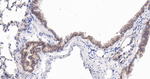 CD166 Antibody in Immunohistochemistry (Paraffin) (IHC (P))