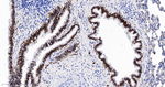 CD166 Antibody in Immunohistochemistry (Paraffin) (IHC (P))