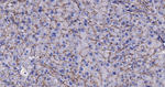 CD166 Antibody in Immunohistochemistry (Paraffin) (IHC (P))