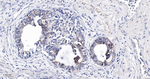 CD166 Recombinant Rabbit Monoclonal Antibody (7E3)