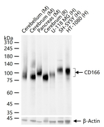CD166 Antibody in Western Blot (WB)