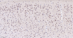 WDR5 Antibody in Immunohistochemistry (Paraffin) (IHC (P))
