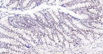 WDR5 Antibody in Immunohistochemistry (Paraffin) (IHC (P))