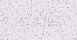 WDR5 Antibody in Immunohistochemistry (Paraffin) (IHC (P))