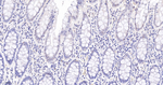WDR5 Recombinant Rabbit Monoclonal Antibody (5H3)