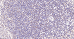 WDR5 Antibody in Immunohistochemistry (Paraffin) (IHC (P))