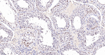 WDR5 Antibody in Immunohistochemistry (Paraffin) (IHC (P))