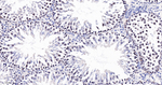 WDR5 Antibody in Immunohistochemistry (Paraffin) (IHC (P))
