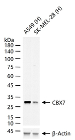 CBX7 Recombinant Rabbit Monoclonal Antibody (12E8)