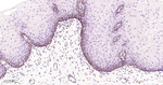 TFAM Antibody in Immunohistochemistry (Paraffin) (IHC (P))