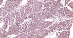TFAM Recombinant Rabbit Monoclonal Antibody (3C11)