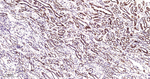 TFAM Antibody in Immunohistochemistry (Paraffin) (IHC (P))